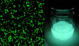 Aliivibrio fischeri biolumineszcencia